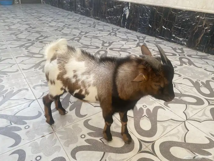 تيس قزم للبيع 0