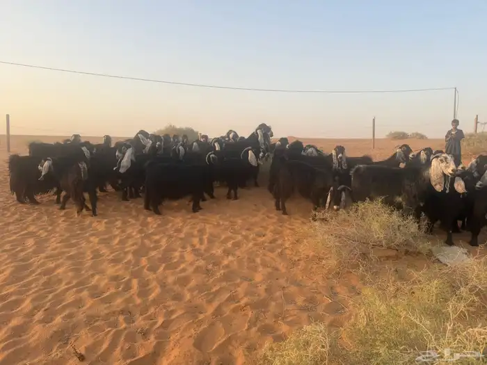 ماعز 1