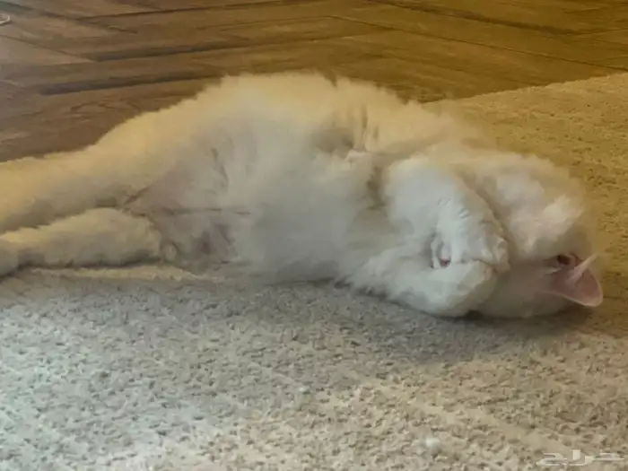 قطط للتبني 0