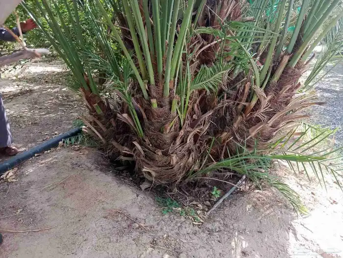 بياض نجران كفو 1