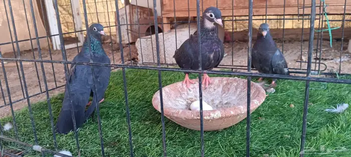 حمام صنعاني للبيع 9