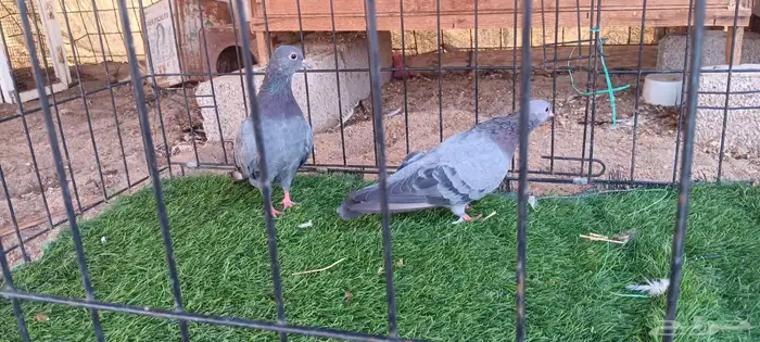 حمام صنعاني للبيع 6