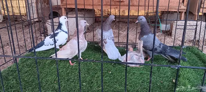 حمام صنعاني للبيع 1
