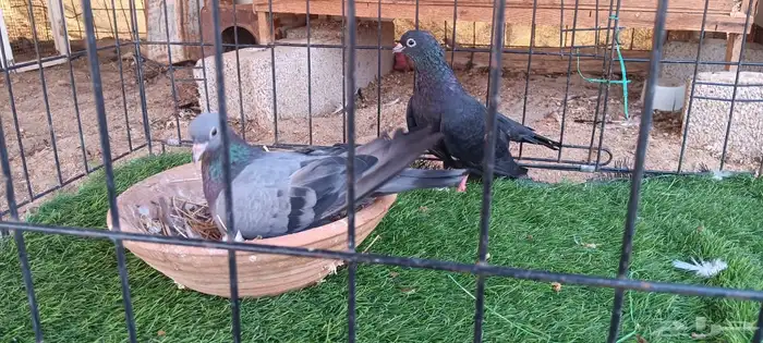 حمام صنعاني للبيع 3