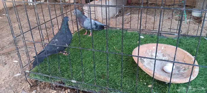 حمام صنعاني للبيع 5
