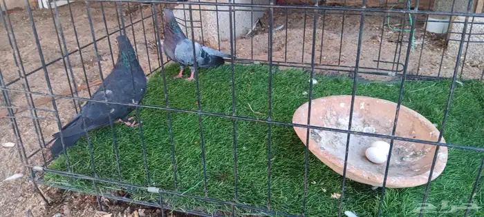 حمام صنعاني للبيع 4
