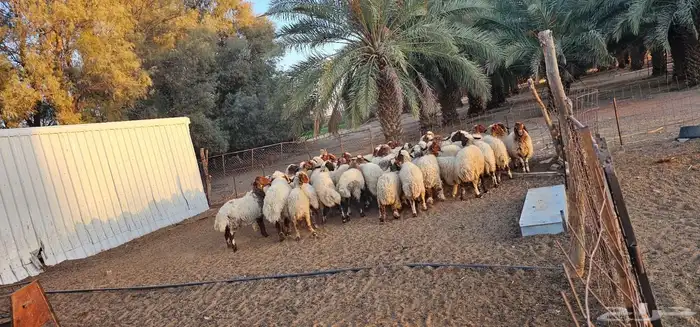 مراح غنم نعيم للبيع في حائل - الشملي عدد 42 2