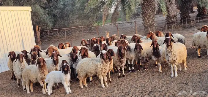 مراح غنم نعيم للبيع في حائل - الشملي عدد 42 0