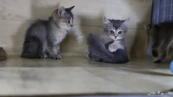 عندي 5 كتن قطط مفطومين سكوتش هملايا 1