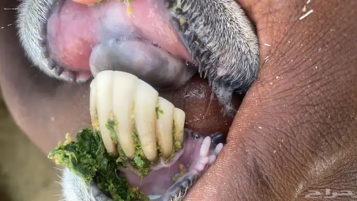 للبيع شياه رفيد 1