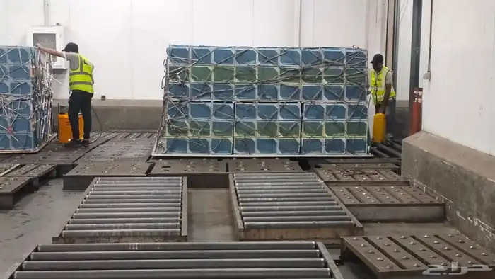 نحل مصري مرزوم 4