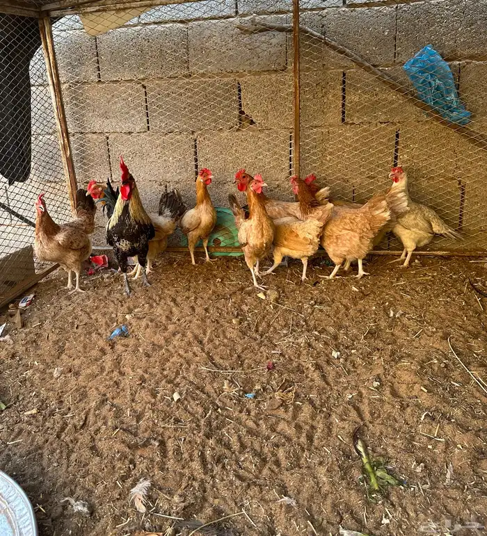 لبيع 1