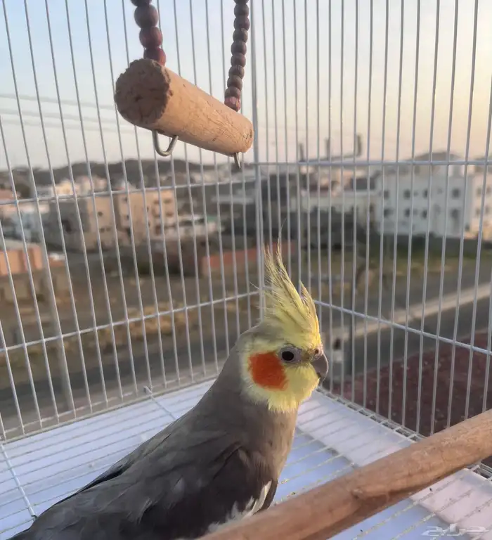 ببغا كروان للبيع 8