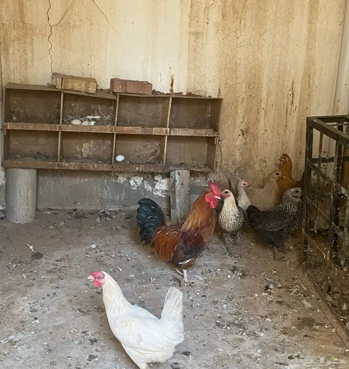 6دجاج وديك كبير وديكين صغار 0