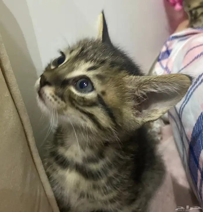 كيتن لتبني 0