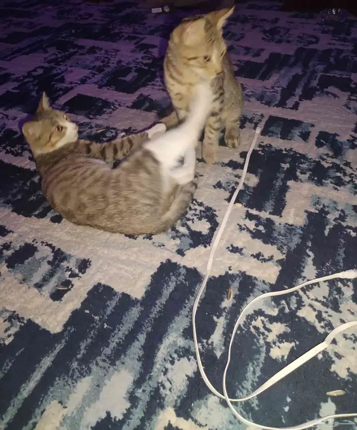 قطو أنثى وذكر 1