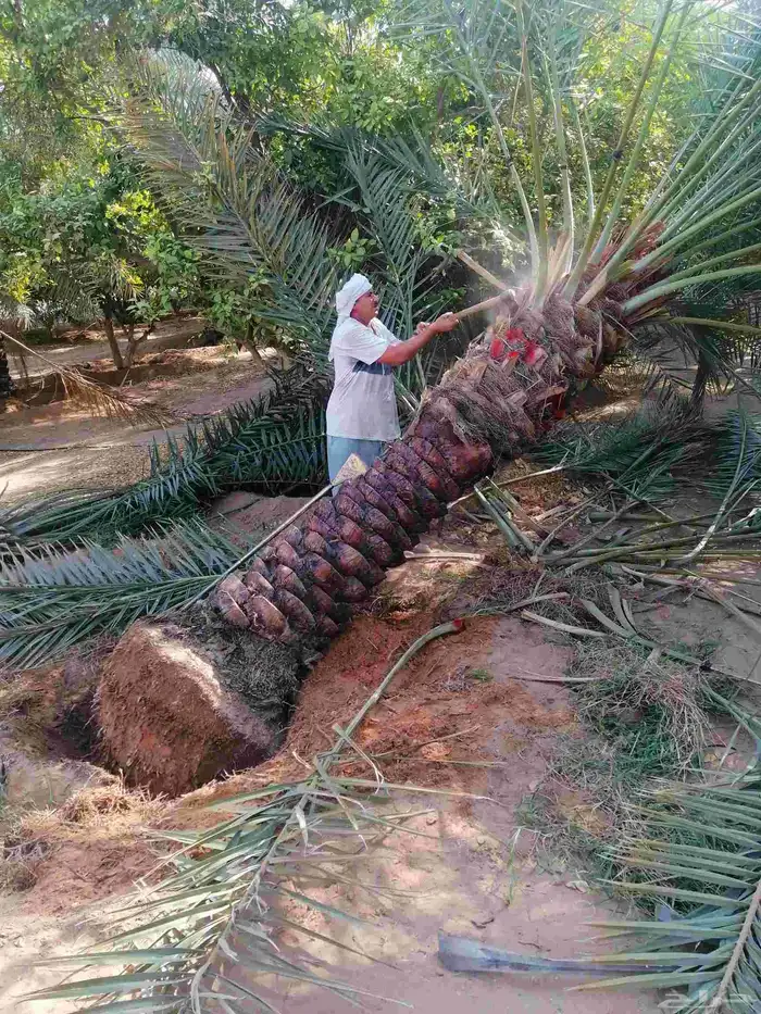 نخيل مثمر نخل للبيع منوع 9