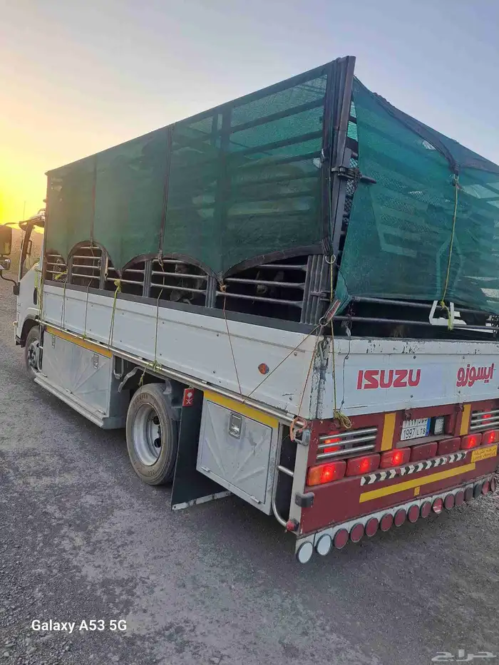 دنا طابقين نقل غنم 0