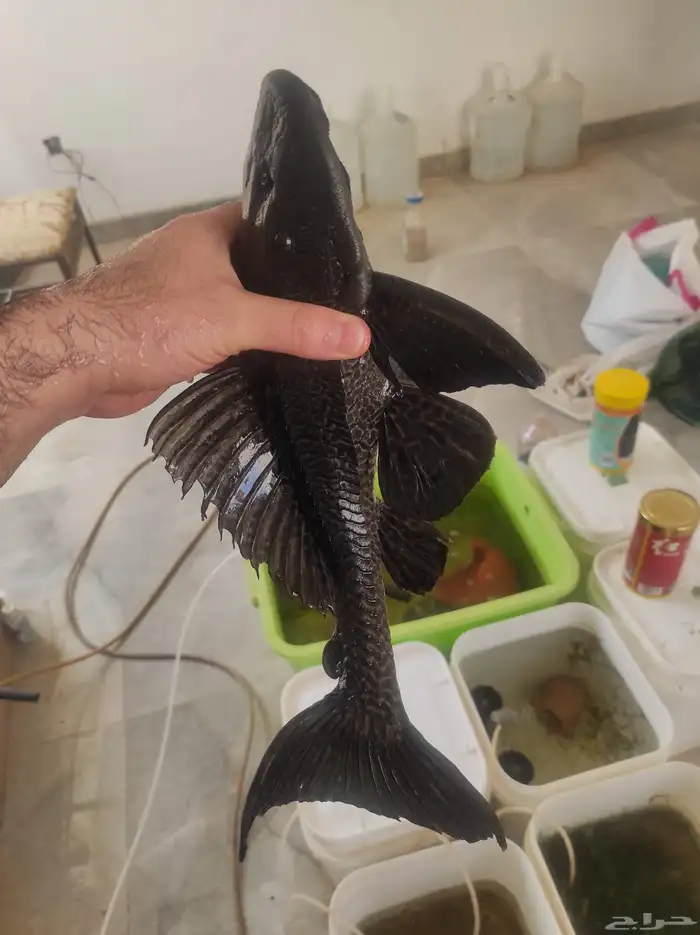 سمك سمكة سمكه اسماك زينه fish حوض سمك 2