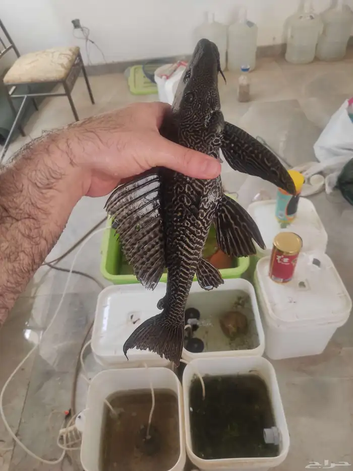 سمك سمكة سمكه اسماك زينه fish حوض سمك 6