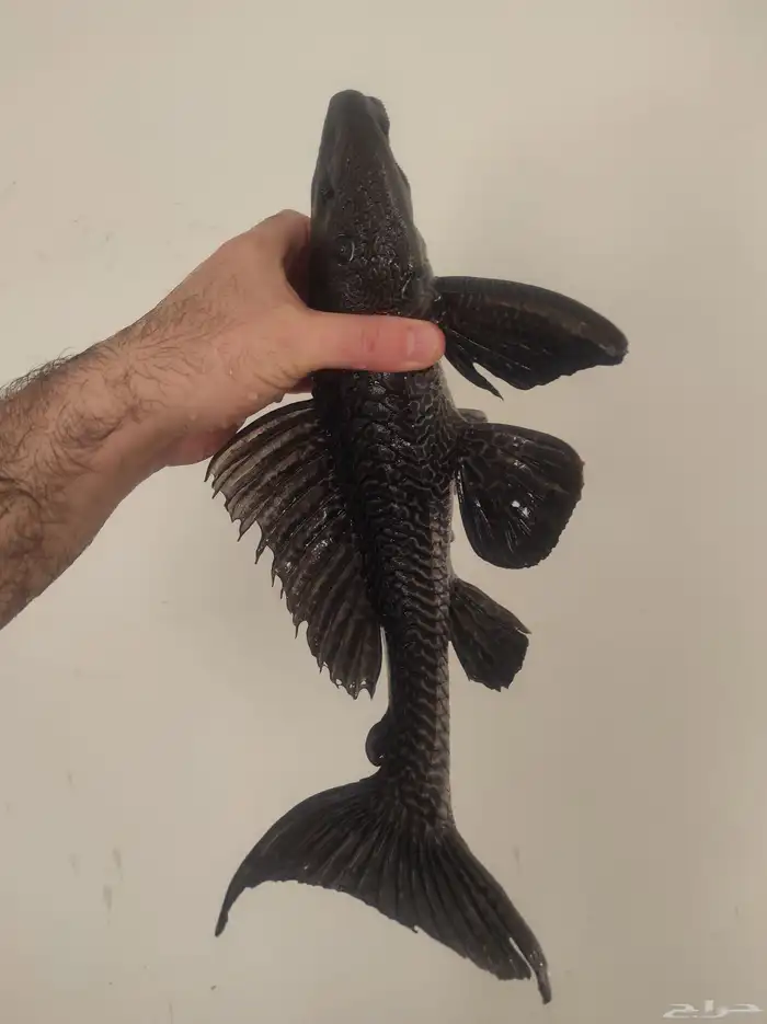 سمك سمكة سمكه اسماك زينه fish حوض سمك 3
