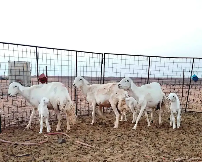 للبيع غنم ولد على الشرط 0