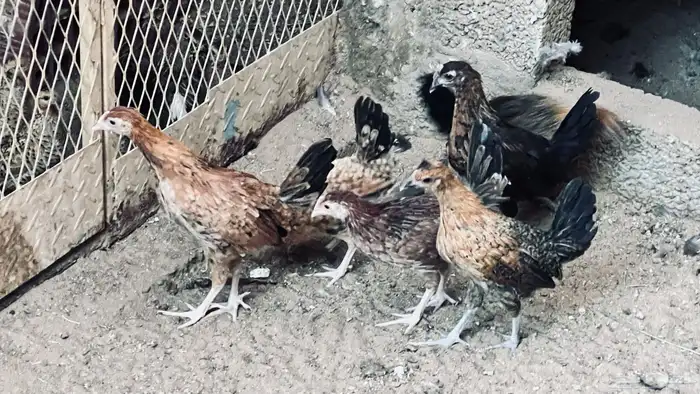 ديك و5 دجاجات بلدي في بيشة 1