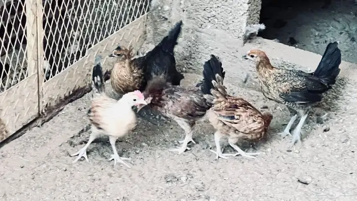 ديك و5 دجاجات بلدي في بيشة 0