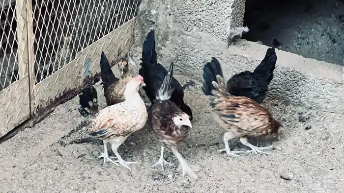 ديك و5 دجاجات بلدي في بيشة 4