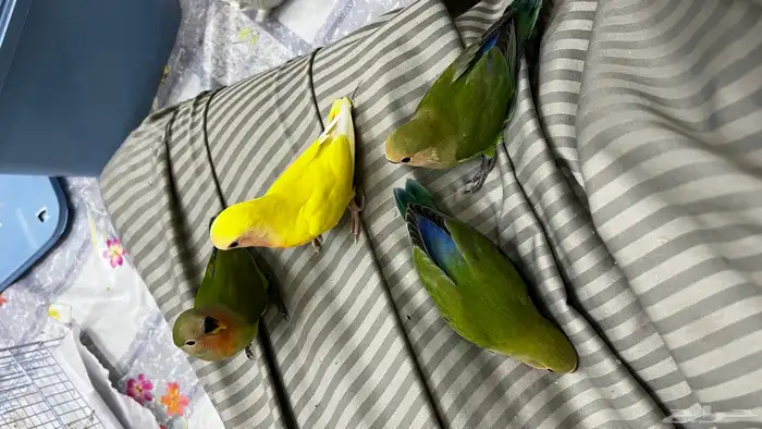 طيور روز اليفه 0