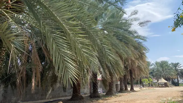 نخل اخلاص مجانا 0