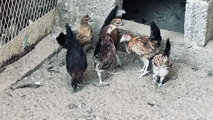ديك و5 دجاجات بلدي في بيشة 3