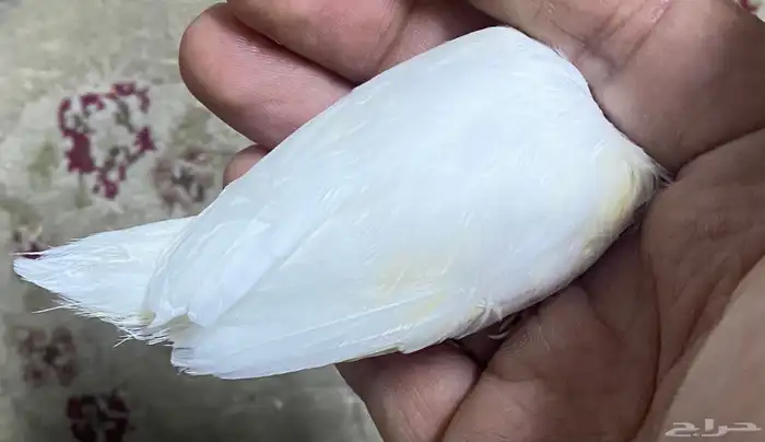 للبيع ذكر كناري مغرد ( تم البيع ) 0