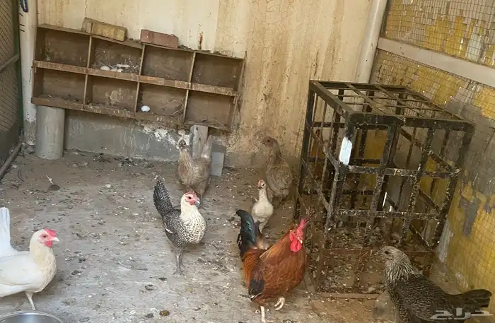 6دجاج وديك كبير وديكين صغار 3