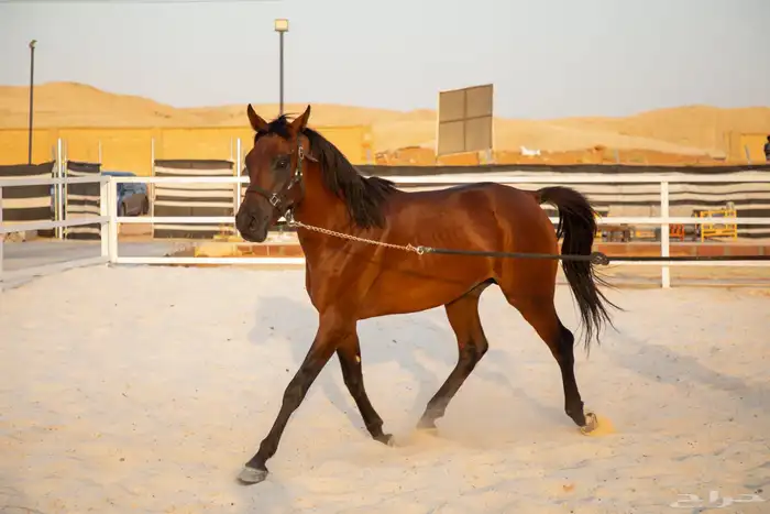 حصان واهو شييخخ جاهز للشتويه 5