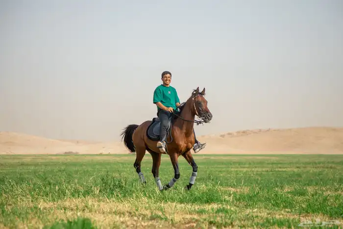 حصان واهو شييخخ جاهز للشتويه 13