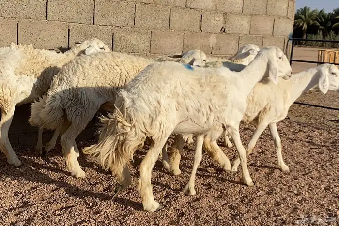 حريات صنف منوة ألقاني 1