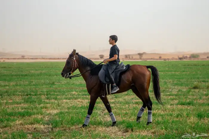 حصان واهو شييخخ جاهز للشتويه 12