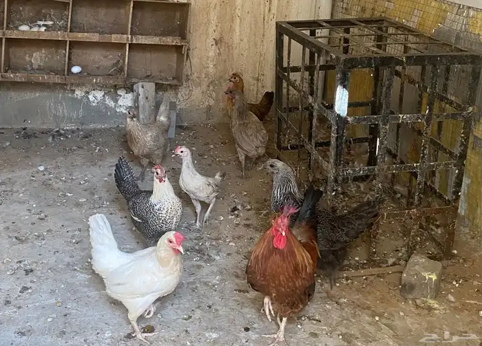 6دجاج وديك كبير وديكين صغار 1