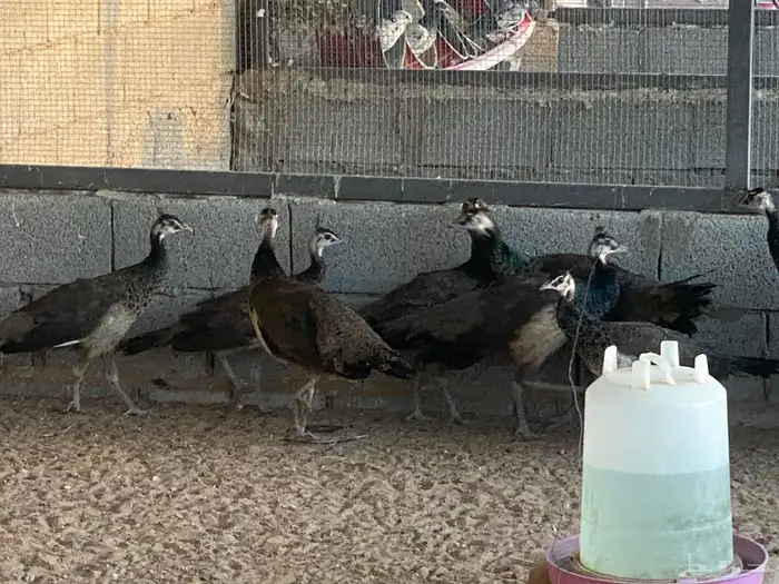 طاووس 2