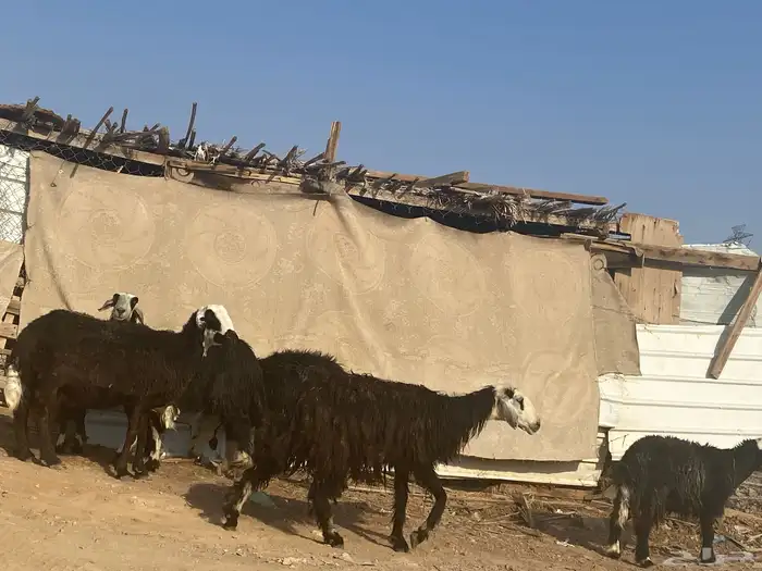 نعاج نجد 27