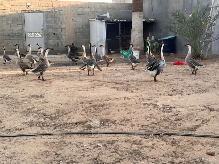 وز عراقي منتج 5