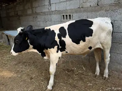 العمر  11 شهر index