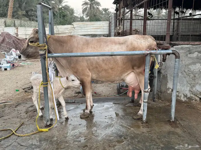 بقره سويسريه براون فاخره من فواخر ابقار الاحساء 5