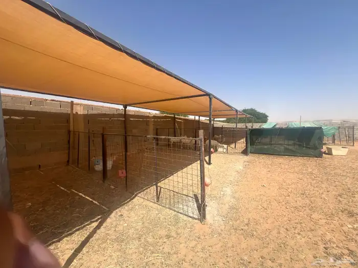 مضلات أغنام وابل 2