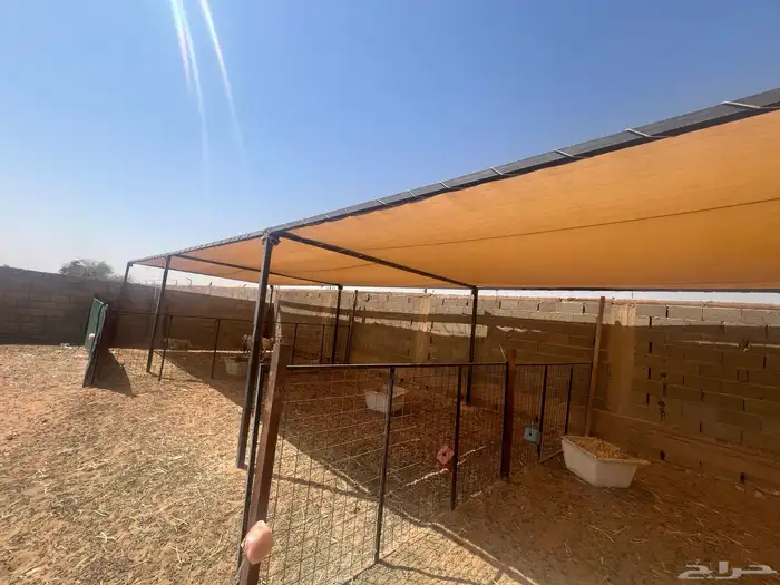 مضلات أغنام وابل 4