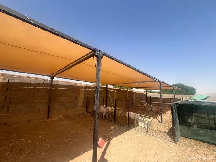 مضلات أغنام وابل 5