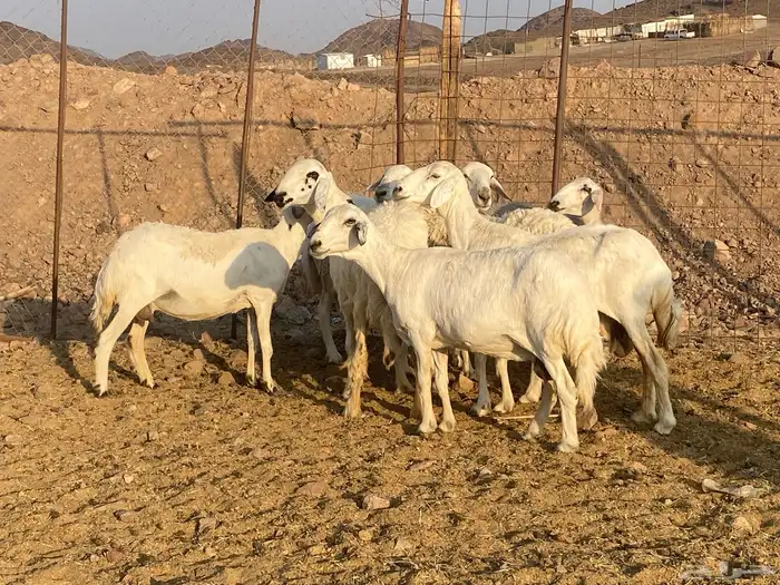ضان حريات 11