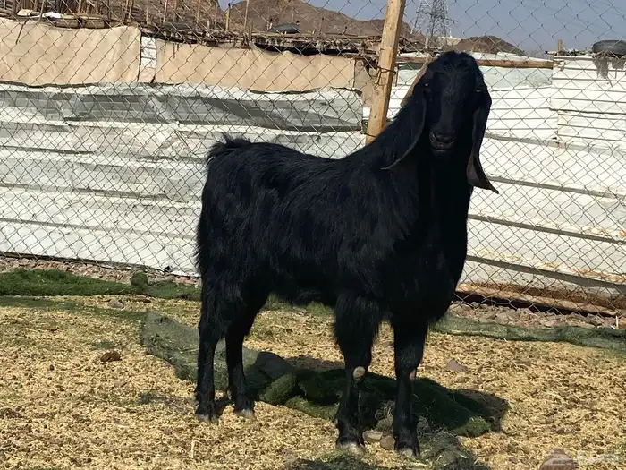 تيس اسود صنف فاخر فحل مشروط 2