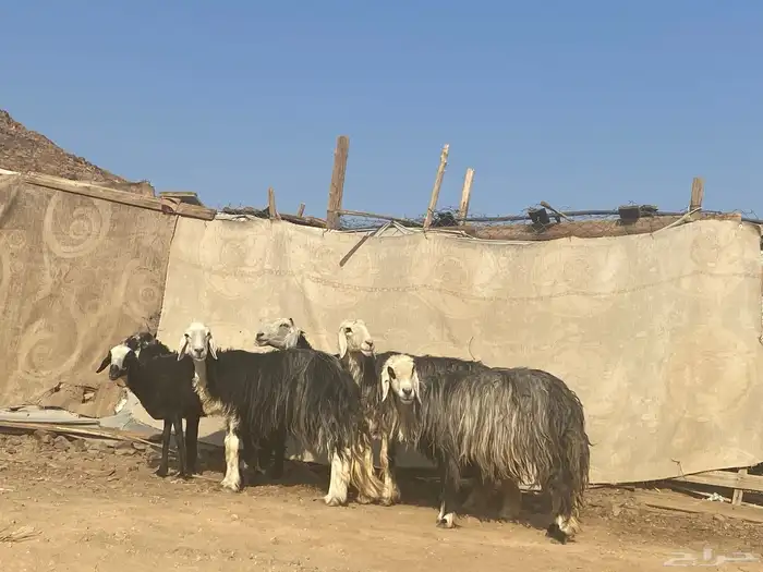 نعاج نجد 29